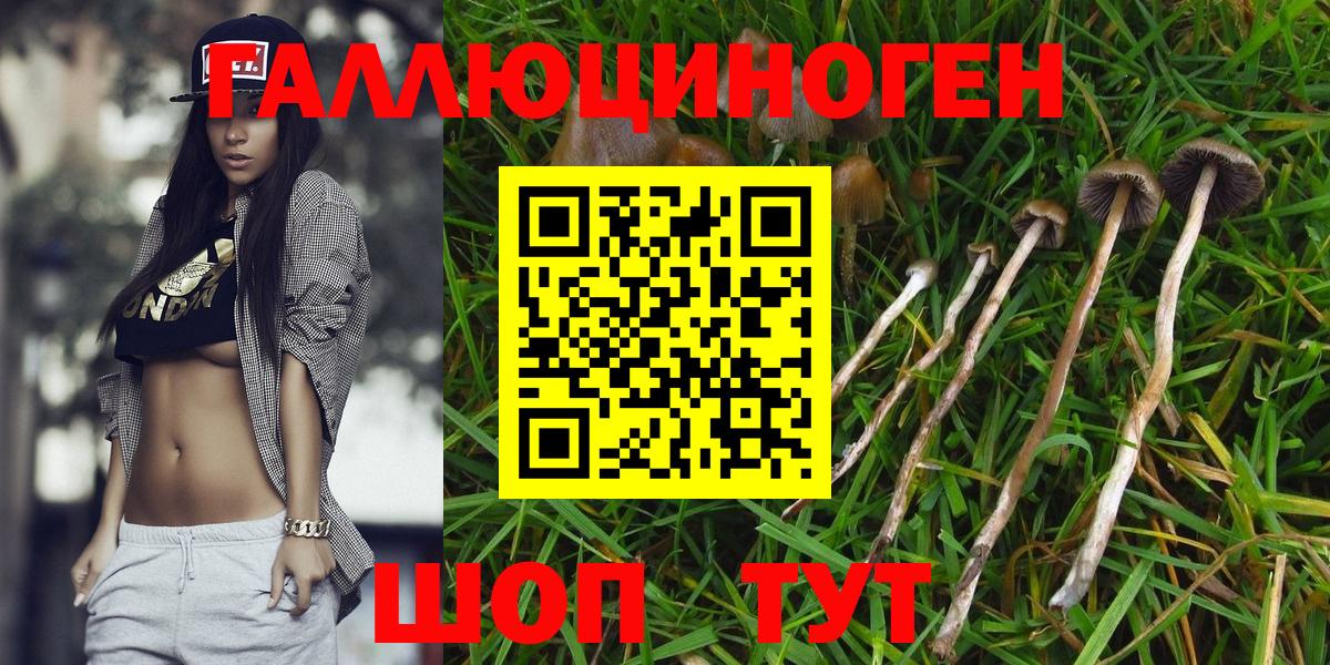 Конаково  Псилоцибиновые грибы Cubensis  Вход с VPN 